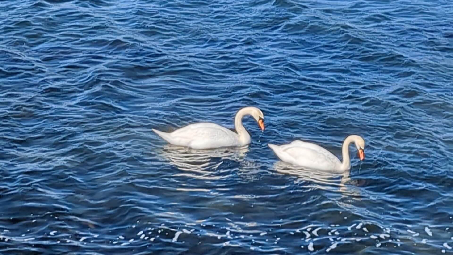 Mediation Schwanenbild